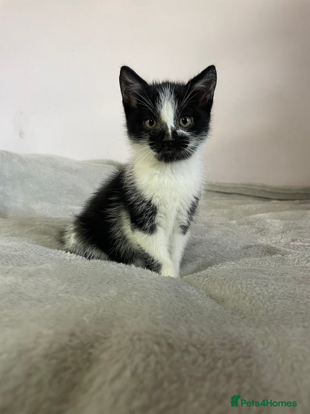 British Shorthair cats for sale: Four kittens ready to go (prices vary) - Image 21