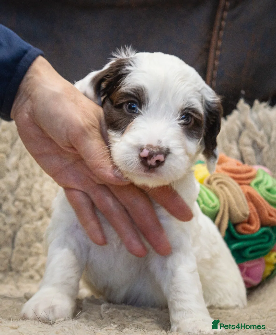 Cockapoo dogs for sale: RARE PARTI COLOUR F2 COCKAPOO PUPPIES  - Advert 11