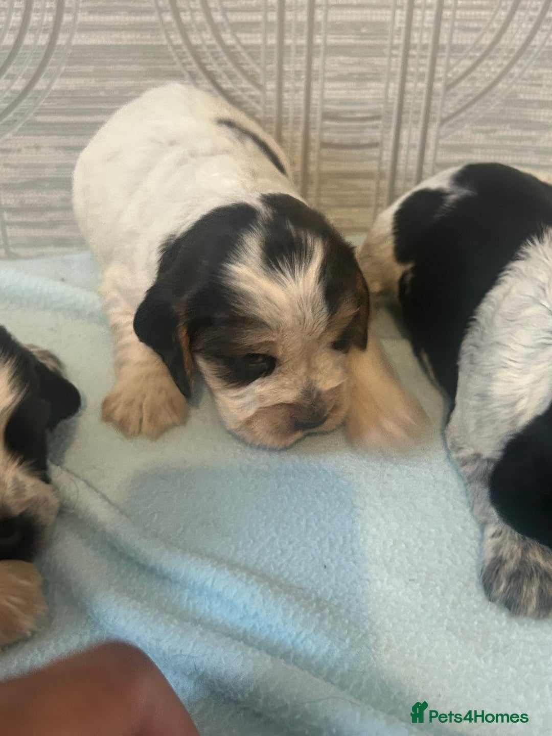 Cocker Spaniel dogs for sale: 🔥 rare coloured show type cocker spaniels  - Image 13