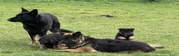 German Shepherd dogs for sale: ♔♛Deligent GSD Puppies for Sale –♔♛ - Advert 9
