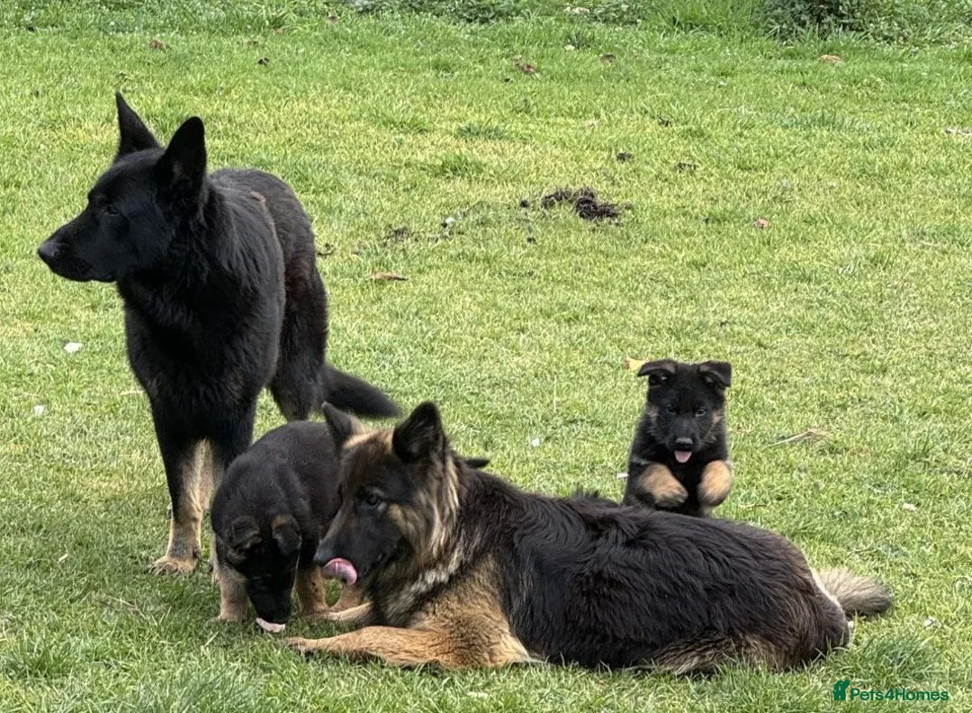 German Shepherd dogs for sale: ♔♛Deligent GSD Puppies for Sale –♔♛ - Advert 9