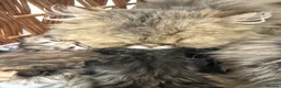 Persian cats for sale: Persian chinchilla pure x4 kittens for sale  - Advert 6