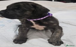Cane Corso dogs for sale: Cane corsos  puppies  - Image 18