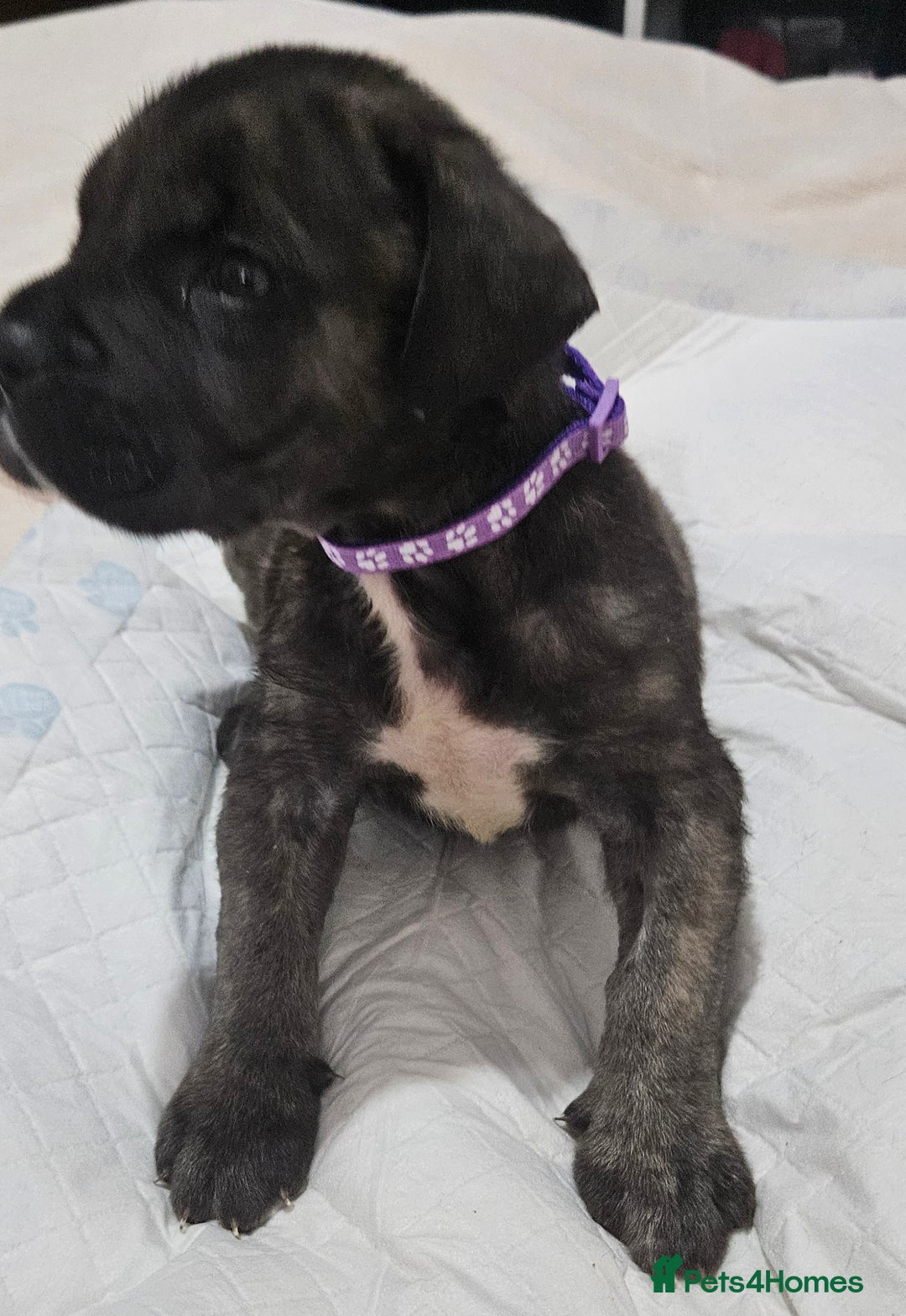 Cane Corso dogs for sale: Cane corsos  puppies  - Image 18