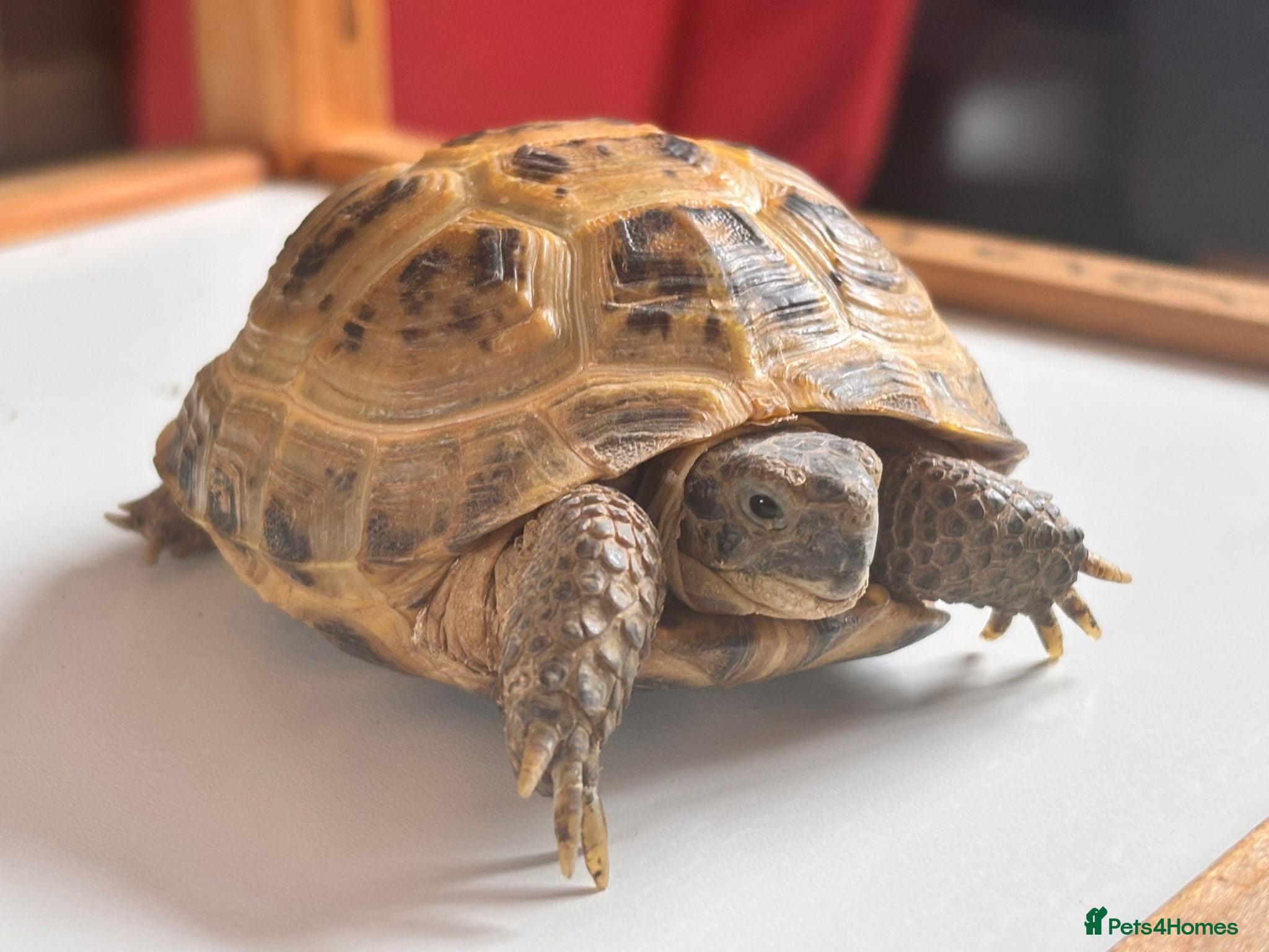 Tortoise reptiles Horsfield tortoises for sale - Advert 3