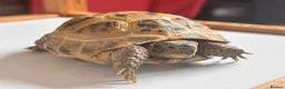 Tortoise reptiles for sale: Horsfield tortoises for sale in Cannock - Advert 1