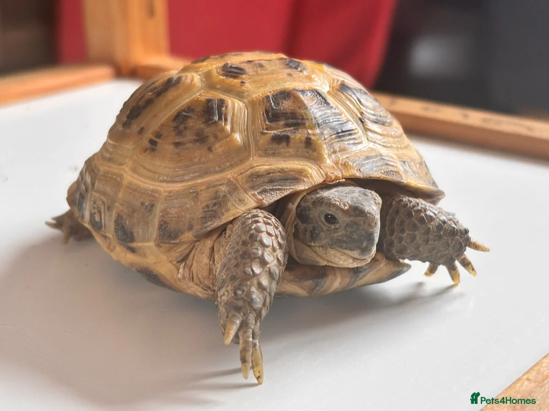 Tortoise reptiles for sale: Horsfield tortoises for sale in Cannock - Advert 1