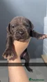 Cane Corso Puppy 10