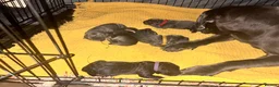 Cane Corso dogs for sale: Cane Corso puppies - Advert 11