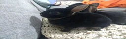 Rex rabbits for sale: Beautiful Purebred Rex Rabbits Babies - Advert 10