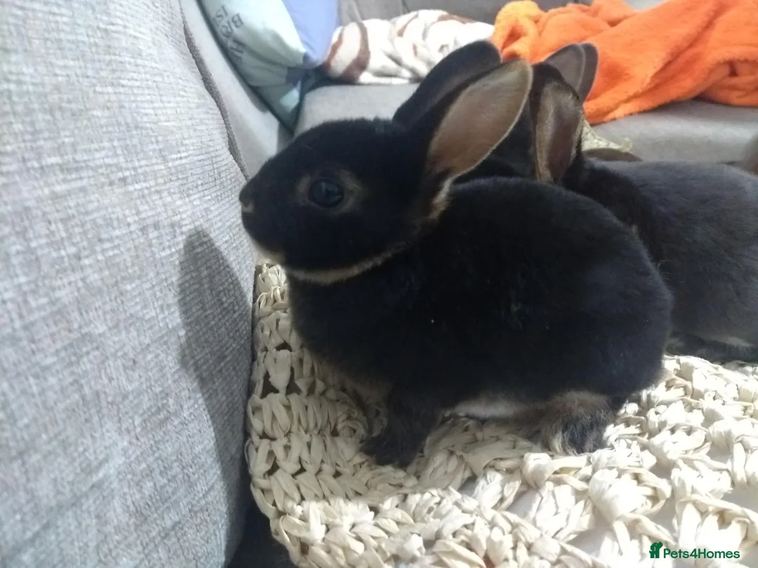 Rex rabbits for sale: Beautiful Purebred Rex Rabbits Babies - Advert 10