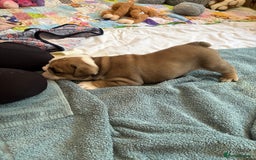 English Bulldog dogs for sale: 4 KC English Bulldog Puppies  - Image 27