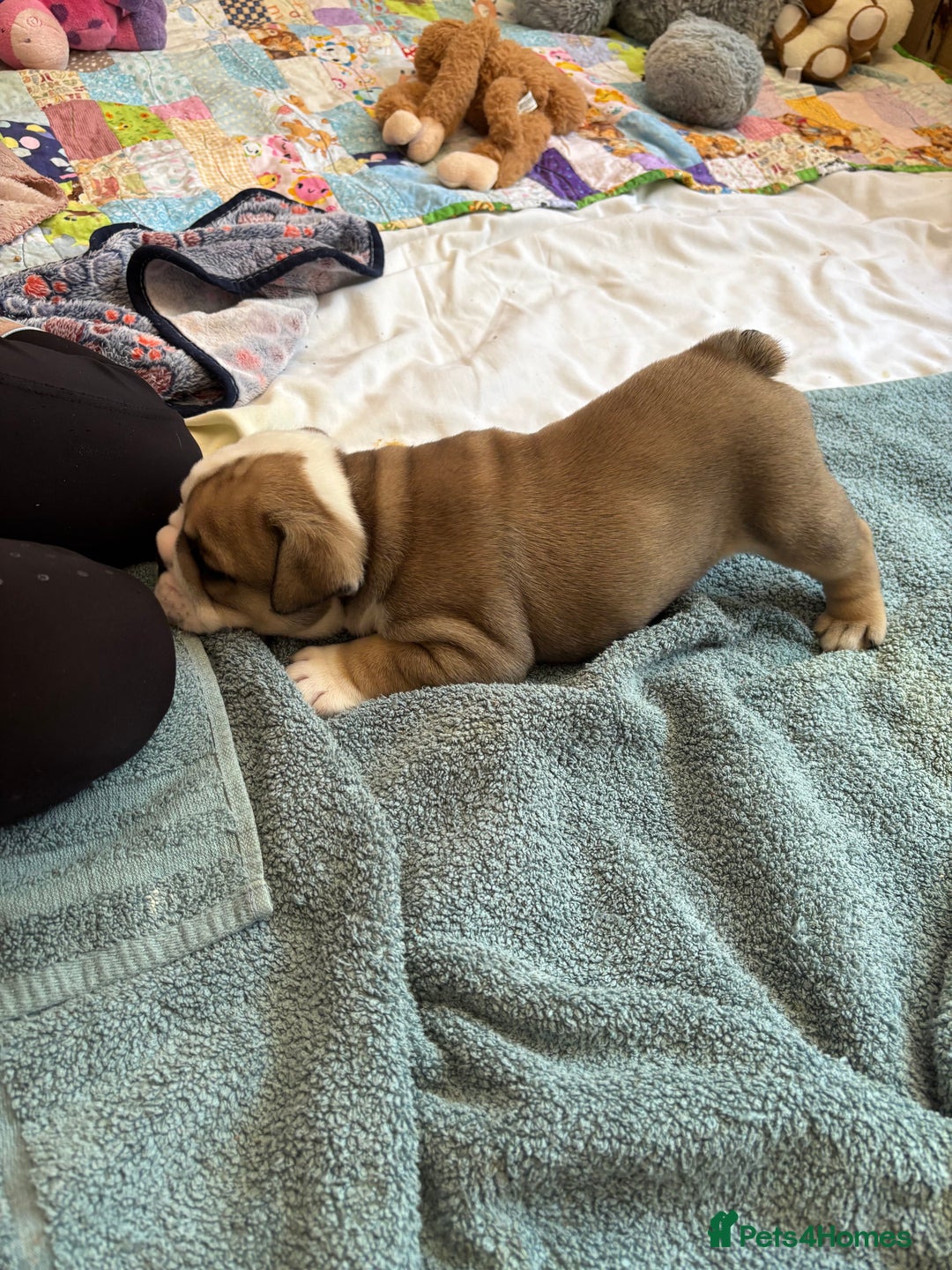 English Bulldog dogs for sale: 4 KC English Bulldog Puppies  - Image 27