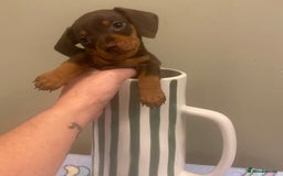 Dachshund dogs for sale: dashounds boys choc and tan - Image 23