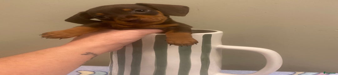 Dachshund Puppy 1