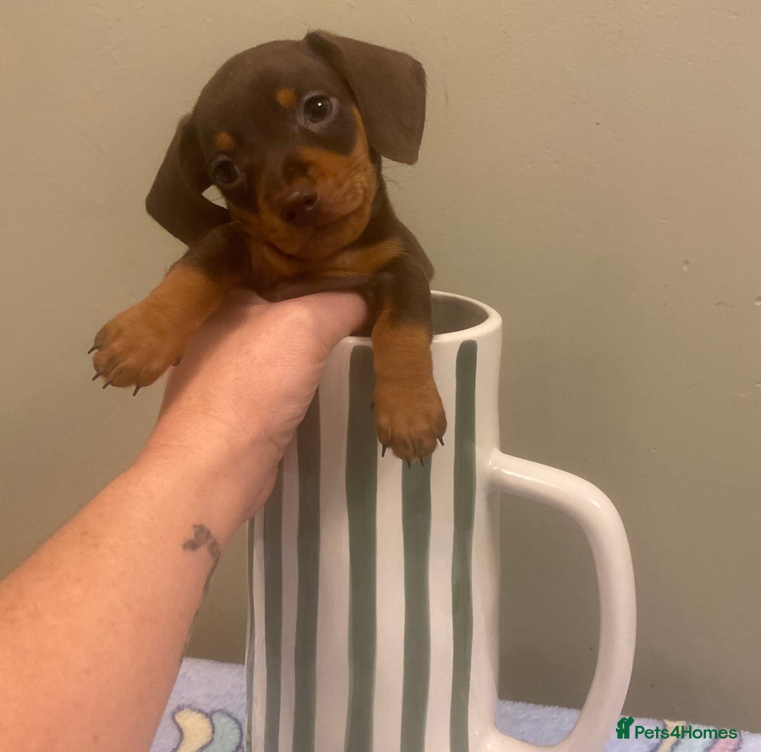 Dachshund dogs for sale: dashounds boys choc and tan - Image 23