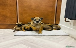 Border Terrier dogs for sale: KC REGISTERED BORDER TERRIER PUPS - Image 8