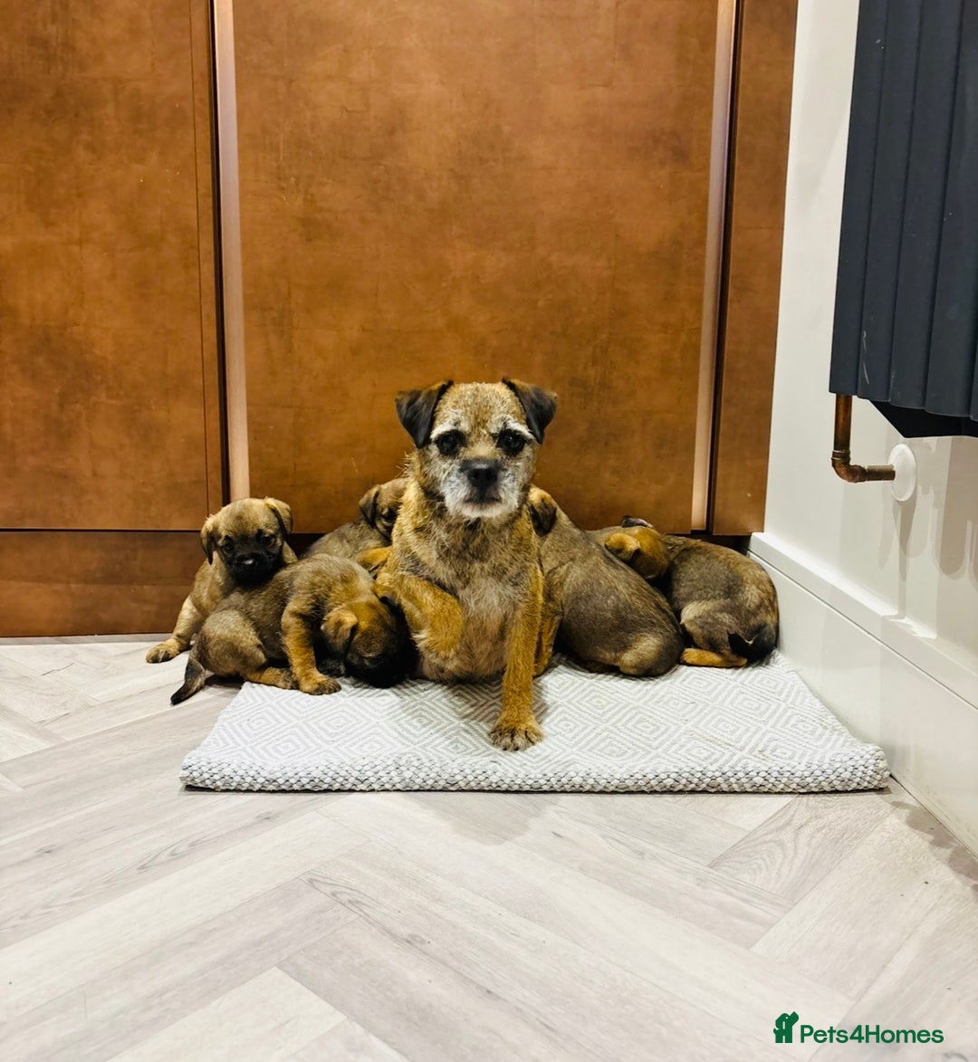 Border Terrier dogs for sale: KC REGISTERED BORDER TERRIER PUPS - Image 8