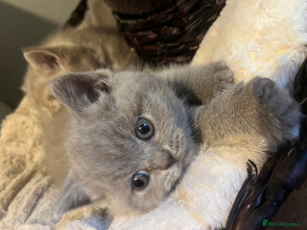 British Shorthair cats - Advert 11