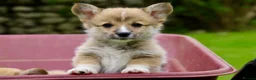 Welsh Corgi Pembroke dogs for sale: Pembroke corgi pups - Advert 20