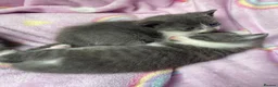 Mixed Breed cats for sale: Beautiful white and grey kittens  - Advert 2