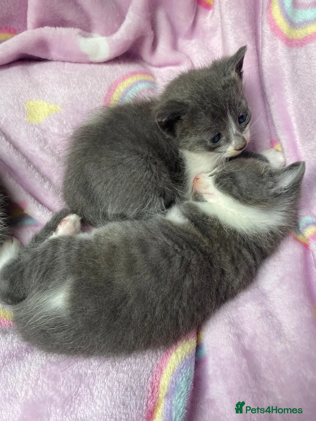 Mixed Breed cats for sale: Beautiful white and grey kittens  - Advert 2