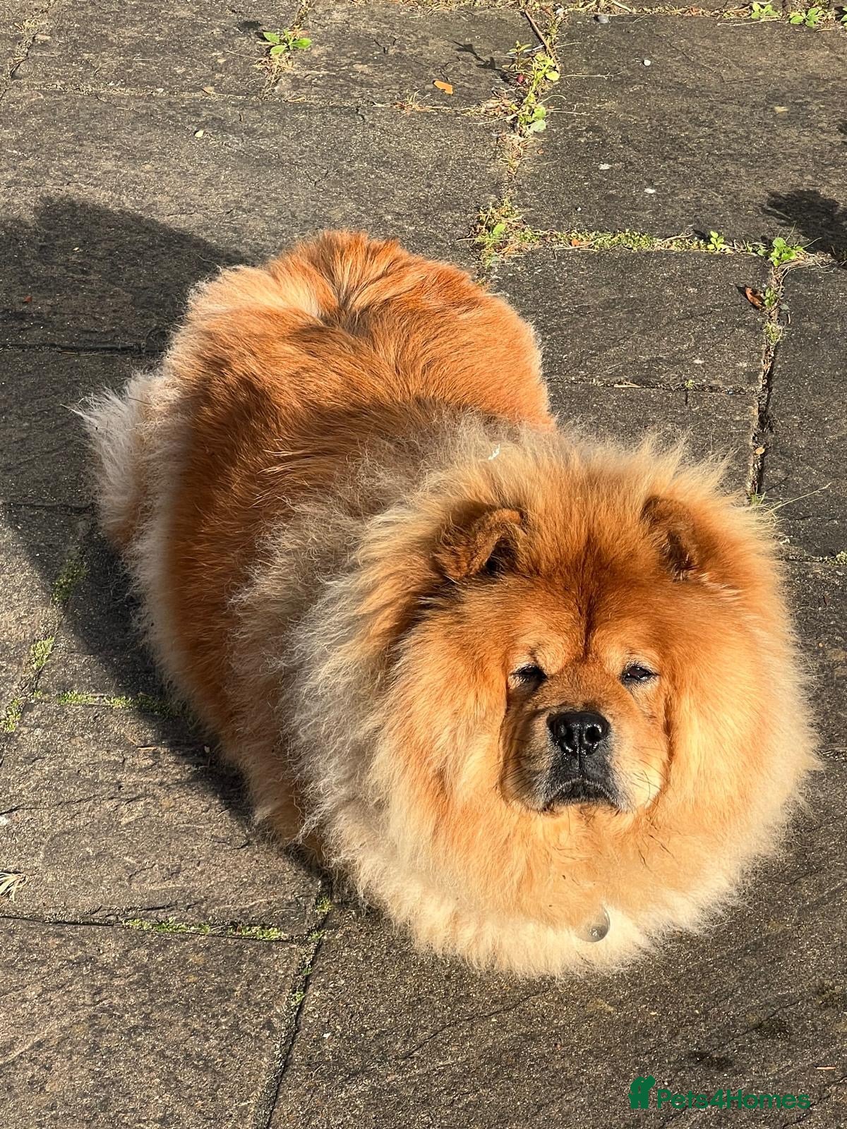 Chow Chow dogs Pablo The Chow - Advert 1