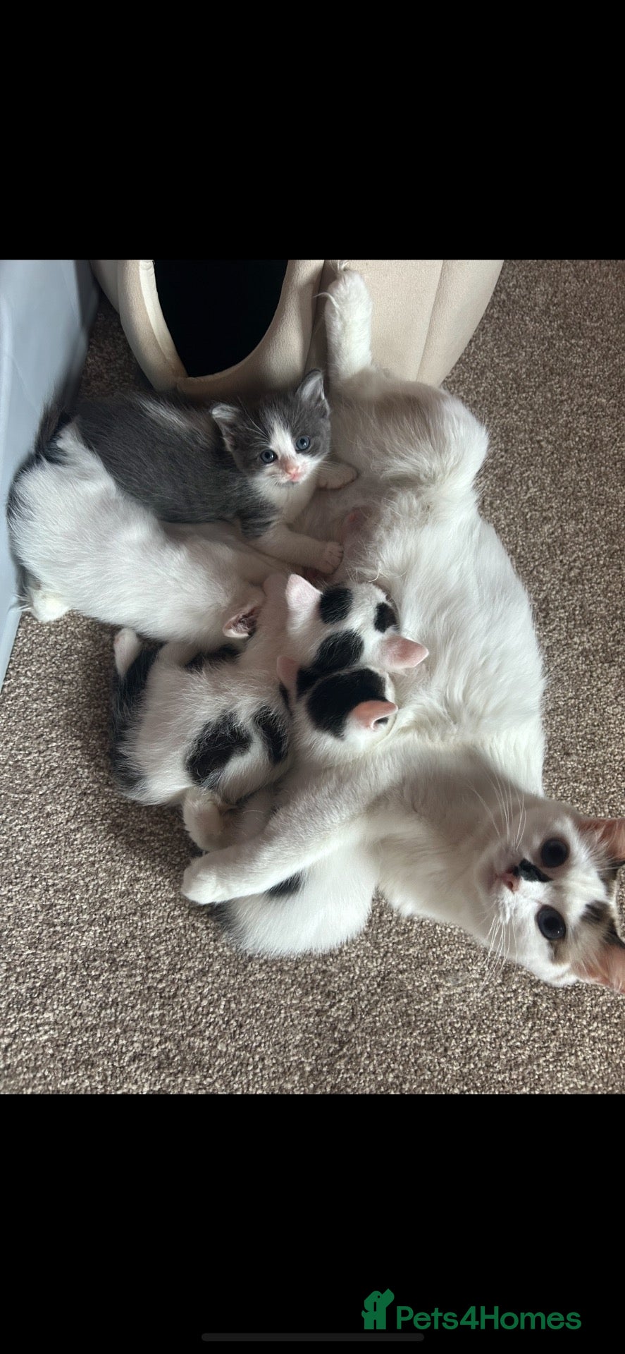 Ragdoll cats Half ragdoll kittens mother is a purebred ragdoll - Advert 10
