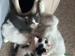 Ragdoll cats Half ragdoll kittens mother is a purebred ragdoll - Advert 10