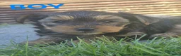 Yorkshire Terrier dogs for sale:  Yorkshire Terrier Puppies  - Advert 8