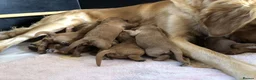 Mini Goldendoodle dogs for sale: Fox Red F1 Miniature Goldendoodle 100% DNA Clear - Advert 10
