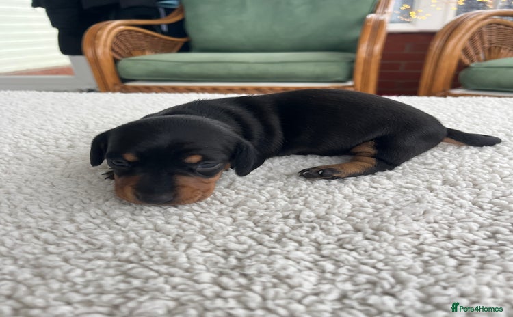 Dachshund dogs Miniature dachshund puppies for sale!!! - Advert 2