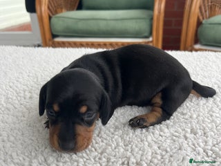 Dachshund dogs Miniature dachshund puppies for sale!!! - Advert 15