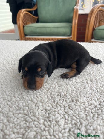 Dachshund dogs Miniature dachshund puppies for sale!!! - Advert 1