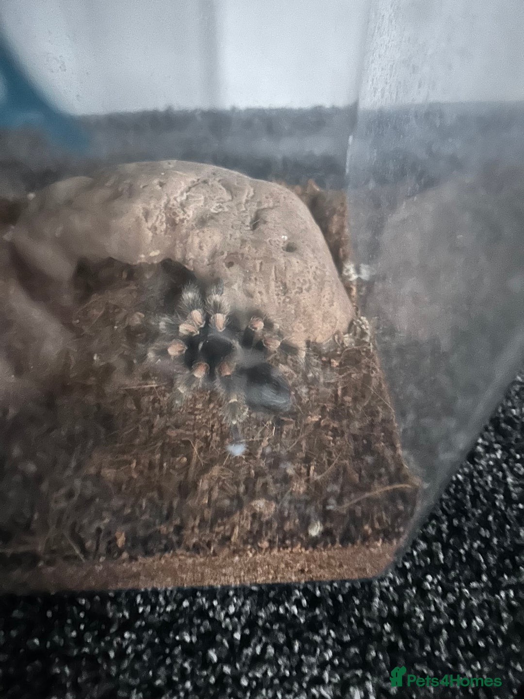 Spiders invertebrates for sale: Spiders and set ups  - Advert 8