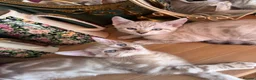 Bengal cats for sale: Rare Seal Lynx Silver Marble Bengal Kittens - Advert 9