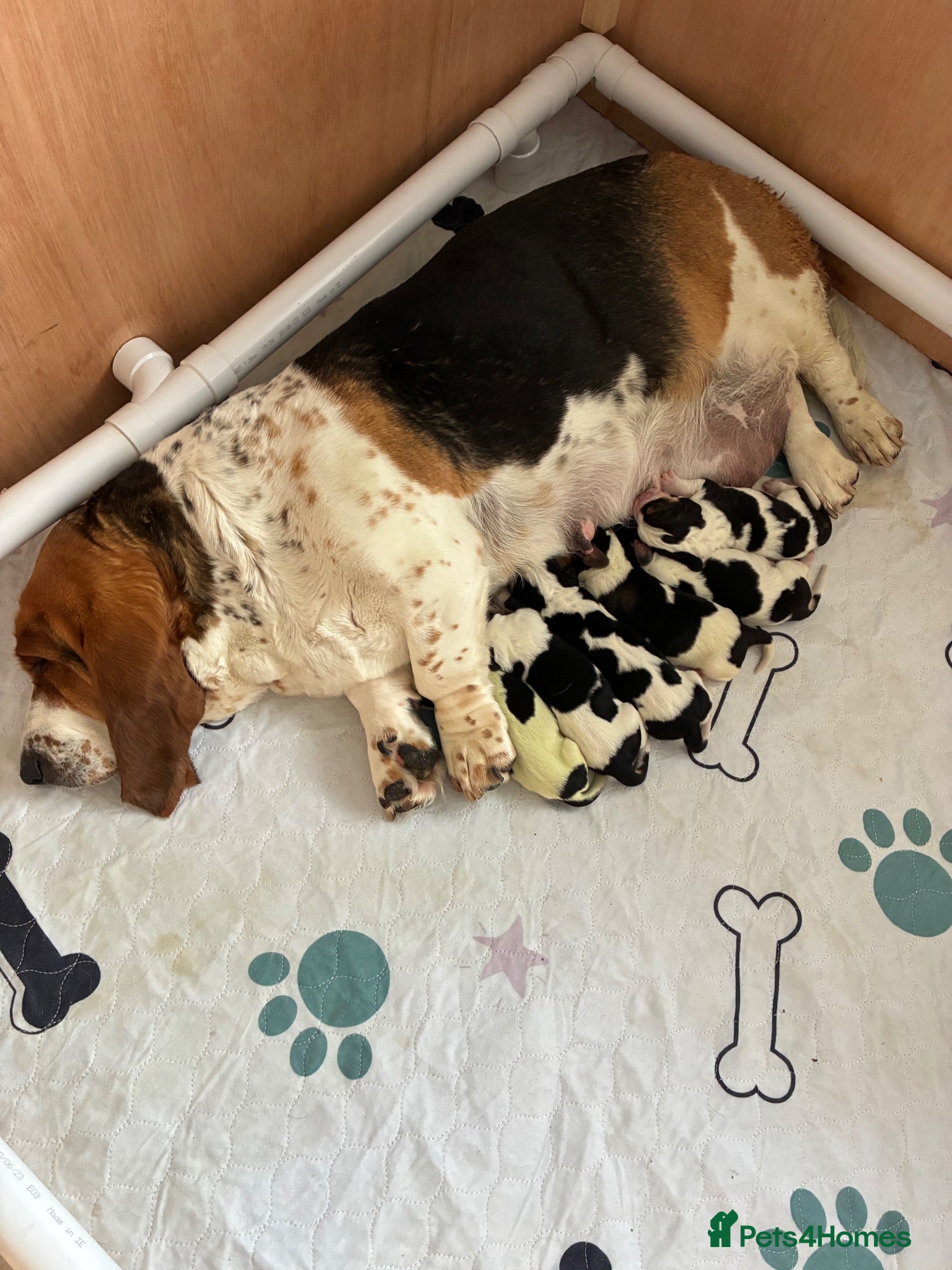 Basset Hound dogs Lady Penelope's Litter of Basset Hound Puppies - Advert 3