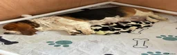 Basset Hound dogs for sale: Lady Penelope's Litter of Basset Hound Puppies - Advert 6