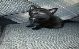 Mixed Breed cats for sale: Kittens - Image 2