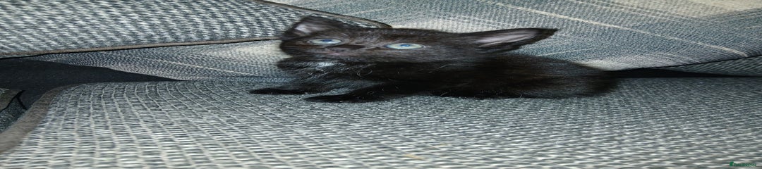 Mixed Breed Kitten 1