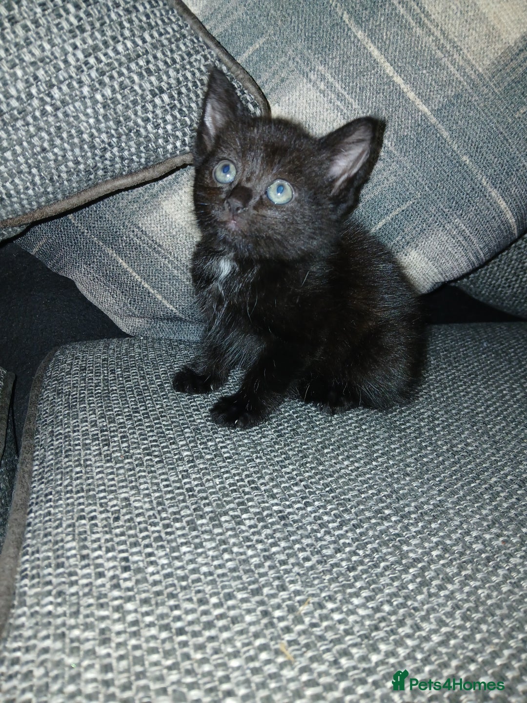 Mixed Breed cats for sale: Kittens - Image 2