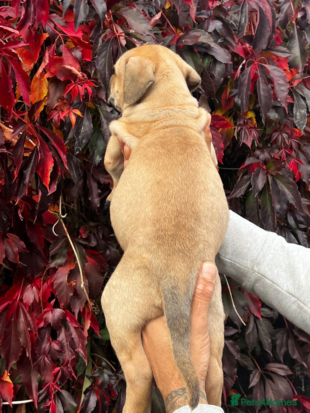 Presa Canario dogs for sale: 🏆UKC Pedigree Champion blood Presa Canario pups🏆 - Image 14