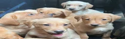Labrador Retriever dogs for sale: Red labrador - Advert 6