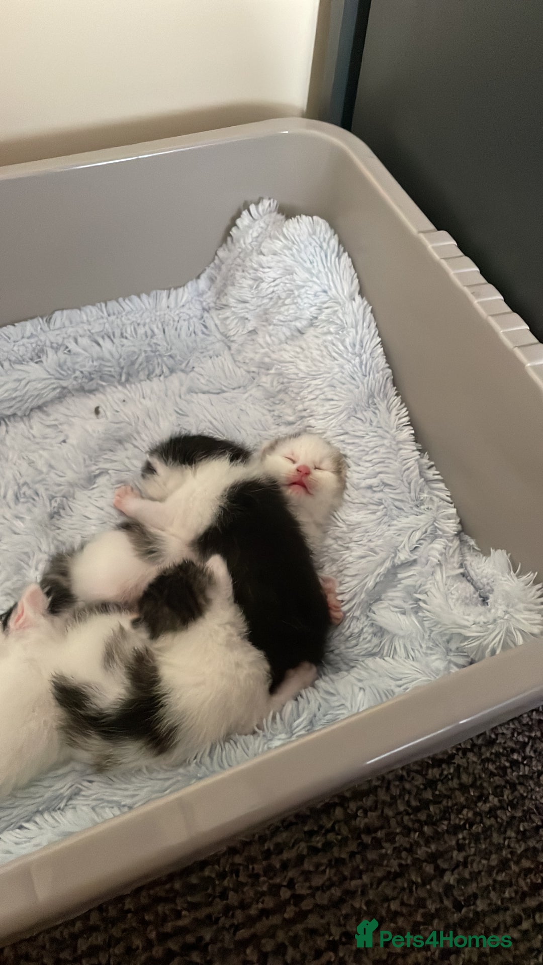 British Shorthair cats for sale: Kittens for sale  - Image 9