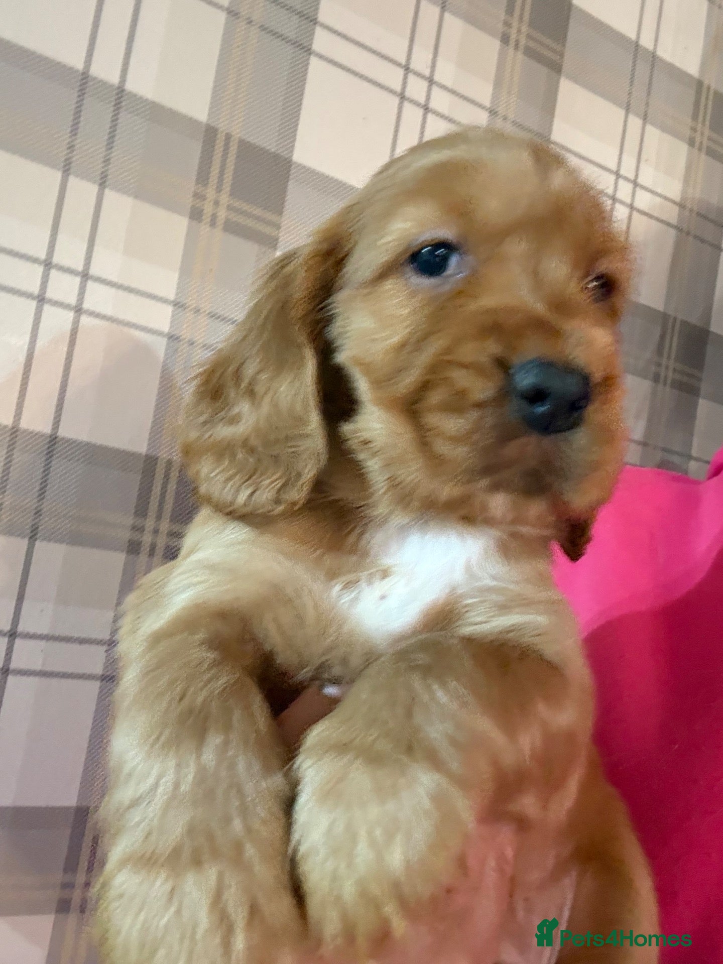 Mixed Breed dogs RARE MINIGOLDEN RETRIEVERS/DAKOTA SPORT RETRIEVERS - Advert 1