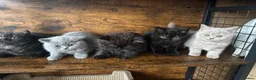 British Shorthair cats for sale: British Shorthair KITTENS  - Advert 7
