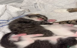 Mixed Breed cats for sale: Kittens for sale  - Image 1