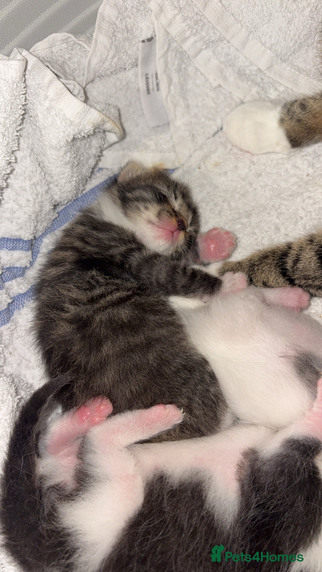 Mixed Breed cats for sale: Kittens for sale  - Image 1