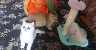 British Shorthair cats - Advert 15