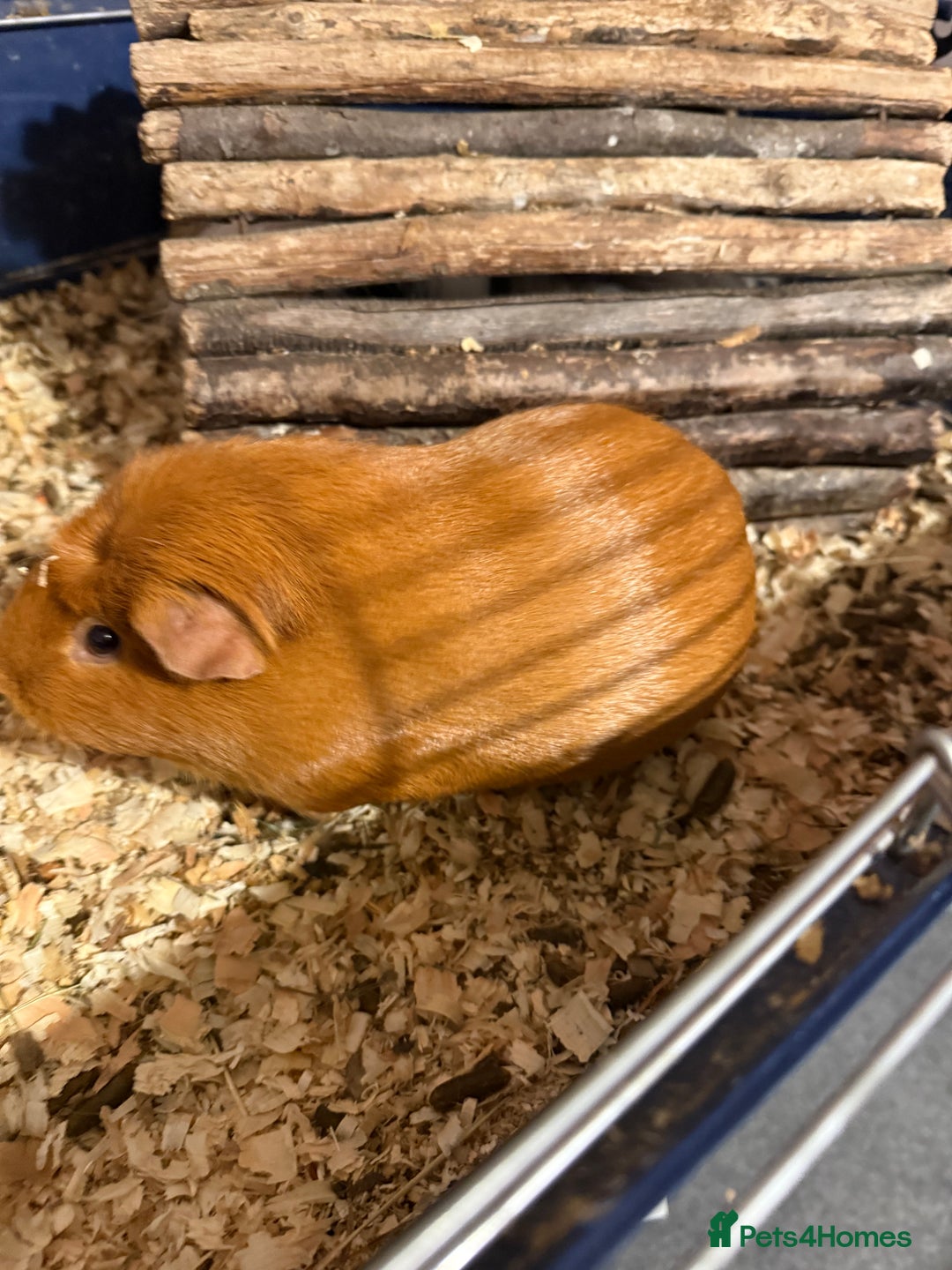 Guinea Pig rodents for sale: 2 male guinea pigs  - Advert 1